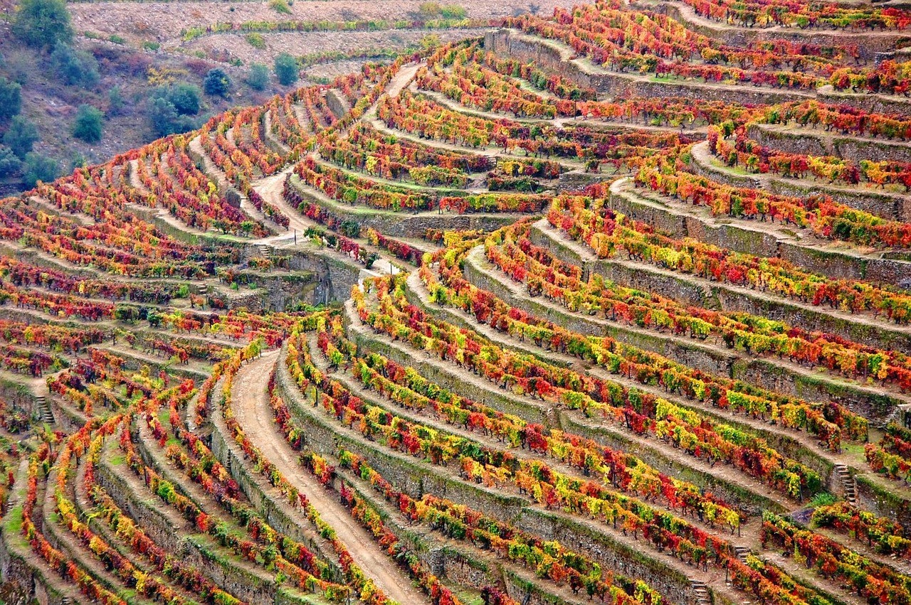 De Douro vallei in de herfst